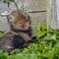 Junger Rotfuchs (Vulpes vulpes)