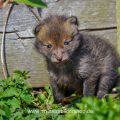 Junger Rotfuchs (Vulpes vulpes)