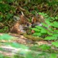 Rotfuchs (Vulpes vulpes), Jungfüchse
