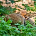 Rotfuchs (Vulpes vulpes), Jungfüchse