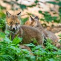 Rotfuchs (Vulpes vulpes), Jungfüchse