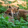 Rotfuchs (Vulpes vulpes), Jungfüchse