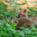 Rotfuchs (Vulpes vulpes), Jungfüchse