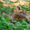 Rotfuchs (Vulpes vulpes), Jungfüchse