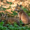 Rotfuchs (Vulpes vulpes), Jungfüchse