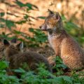 Rotfuchs (Vulpes vulpes), Jungfüchse