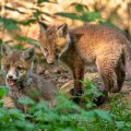 Rotfuchs (Vulpes vulpes), Jungfüchse
