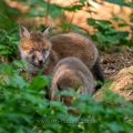 Rotfuchs (Vulpes vulpes), Jungfüchse