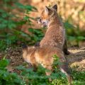 Rotfuchs (Vulpes vulpes), Jungfüchse