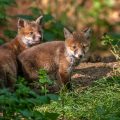Rotfuchs (Vulpes vulpes), Jungfüchse
