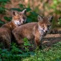 Rotfuchs (Vulpes vulpes), Jungfüchse