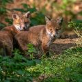 Rotfuchs (Vulpes vulpes), Jungfüchse