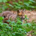 Rotfuchs (Vulpes vulpes), Jungfüchse