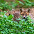 Rotfuchs (Vulpes vulpes), Jungfüchse