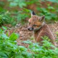 Rotfuchs (Vulpes vulpes), Jungfuchs