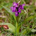 Breitblättriges Knabenkraut (Dactylorhiza majalis)
