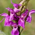Breitblättriges Knabenkraut (Dactylorhiza majalis)