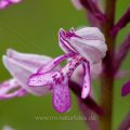 Helmknabenkraut (Orchis militaris)