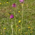 Pyramidenorchis (Anacamptis pyramidalis)