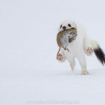 1210197 - Hermelin (Mustela erminea) im Winterfell
