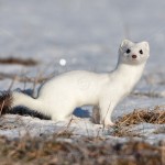 1210397 - Hermelin (Mustela erminea) im Winterfell