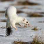 1210464 - Hermelin (Mustela erminea) im Winterfell