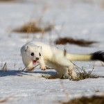 1210485 - Hermelin (Mustela erminea) im Winterfell