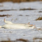1210497 - Hermelin (Mustela erminea) im Winterfell