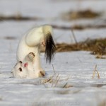 1210511 - Hermelin (Mustela erminea) im Winterfell