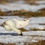 1210529 - Hermelin (Mustela erminea) im Winterfell