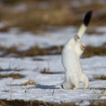 1210572 - Hermelin (Mustela erminea) im Winterfell