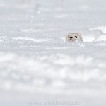 1210614 - Hermelin (Mustela erminea) im Winterfell