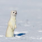 1210623 - Hermelin (Mustela erminea) im Winterfell