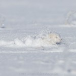 1210646 - Hermelin (Mustela erminea) im Winterfell