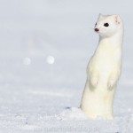 1210656 - Hermelin (Mustela erminea) im Winterfell