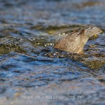 Wasseramsel (Cinclus cinclus)