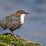 Wasseramsel (Cinclus cinclus)