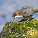 Wasseramsel (Cinclus cinclus)