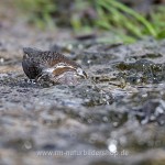 Wasseramsel (Cinclus cinclus)