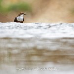 Wasseramsel (Cinclus cinclus)