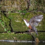 Wasseramsel (Cinclus cinclus)