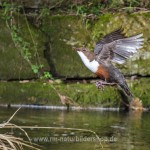 Wasseramsel (Cinclus cinclus)