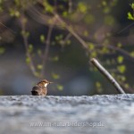 Wasseramsel (Cinclus cinclus)