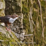 Wasseramsel (Cinclus cinclus)