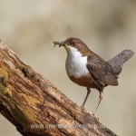 Wasseramsel (Cinclus cinclus)