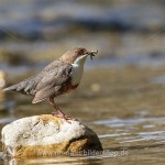 Wasseramsel (Cinclus cinclus)
