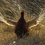 1303293 - Fasan (Phasianus colchicus) Männchen