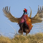 1304705 - Fasan (Phasianus colchicus) Männchen