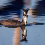 1306340 - Haubentaucher (Podiceps cristatus)