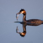 1306384 - Haubentaucher (Podiceps cristatus)